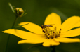 Bee and Coreopsis